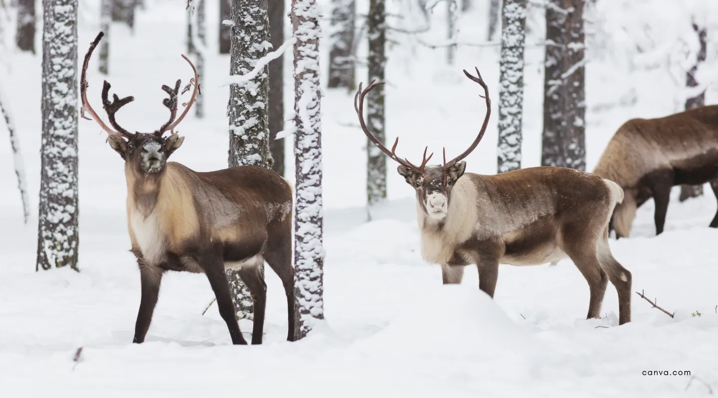 Películas suecas actuales